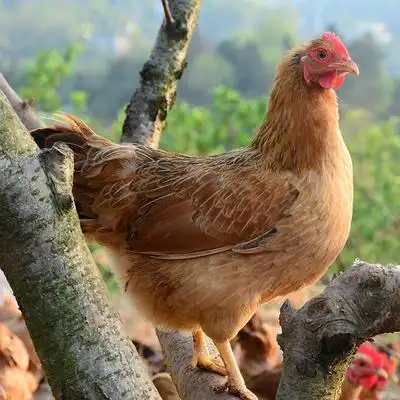 【发2只】农家散养土鸡正宗老母鸡