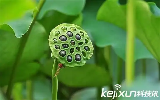 而如今它突破形象,以"蓬蓬乳"的身份再次冲击密集恐惧症者的心灵