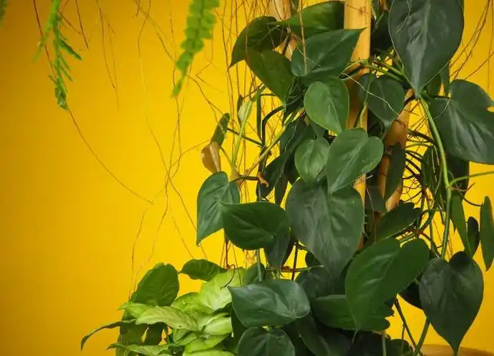 能够在室内轻松养活的7种爬藤植物,养成窗台上的吊盆花最适宜