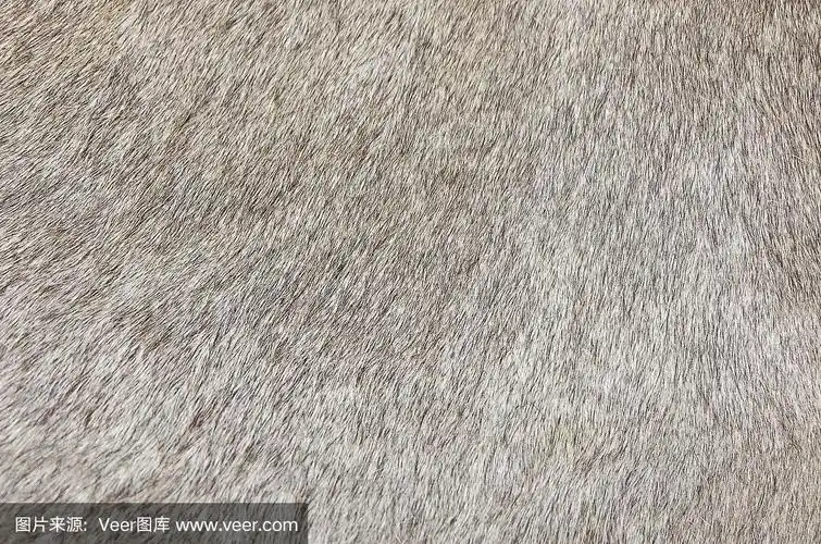 奶牛皮肤纹理背景的细节