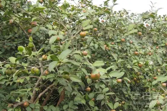 茶子树苗多少钱一棵 茶子树