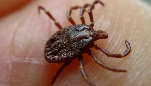 世界上最恐怖的虫子图片(十大最吓人的昆虫排名)