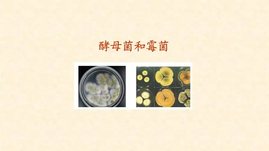 《酵母菌和霉菌ppt》课件.pptx