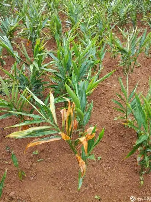 老师这姜是什么病,我用叶枯唑加中生菌素和叶面肥,能好吗