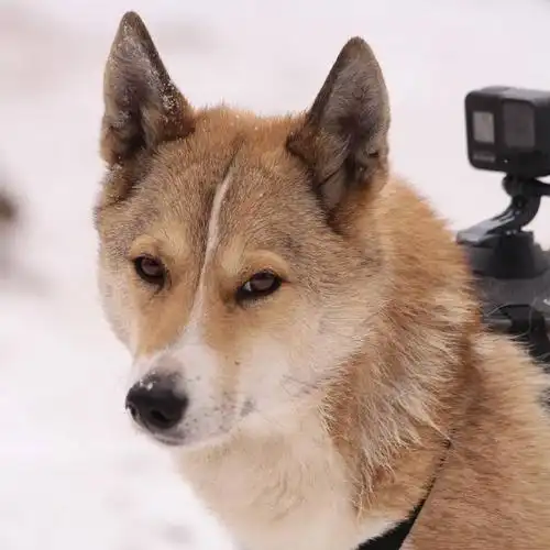 动物科普##狼##狼犬##高狼血##狼与狗##西西伯利亚莱卡犬