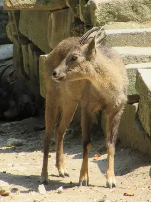 十万个小知识:四不像今天生活在哪里?