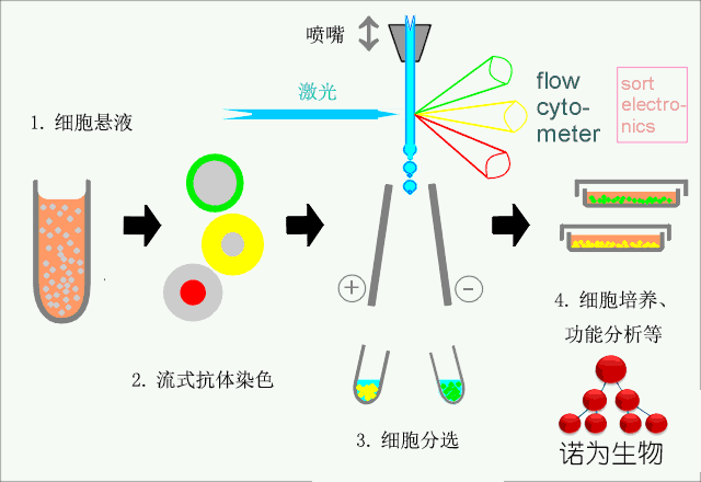 流式细胞术技术