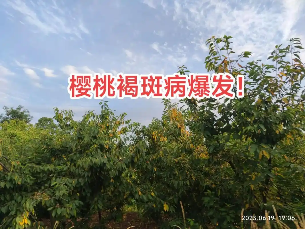 樱桃褐斑病爆发,早期落叶严重!#樱桃 #樱桃褐斑病 - 抖音