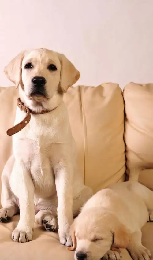 适合新手饲养的"五种"狗狗,堪称"网红狗",你最爱哪种?