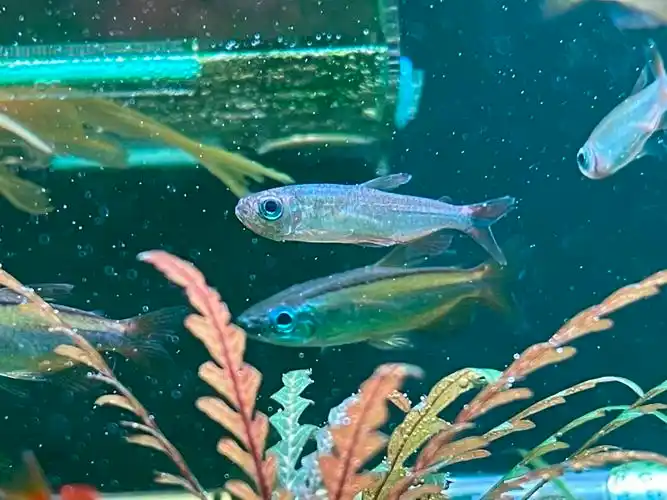 刚买的范特西火焰刚果肚子好憋是内寄凹肚吗