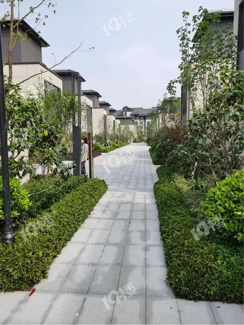 嘉兴湘家荡鹭栖湖