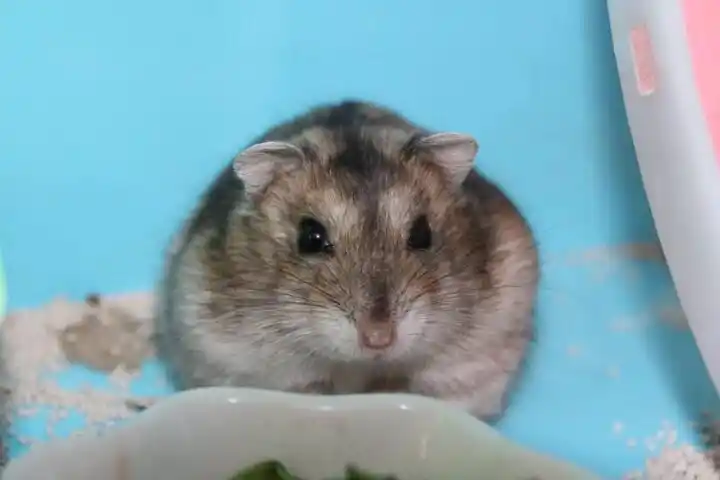 三线仓鼠咬人吗