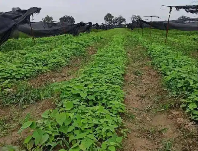 精细管理,村扶贫合作社发展瓜蒌120亩,山桐子育苗100亩,红参种植100亩