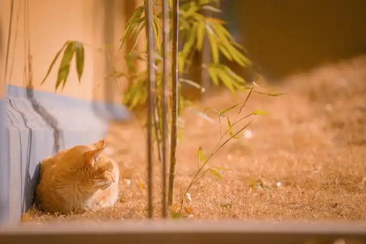 阳光下酣睡做梦的小橘猫