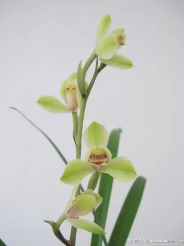 【许氏国兰】中华水仙-蕙兰篇-中国兰花交易网社区