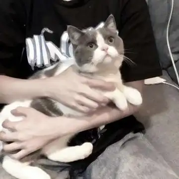 男头抱猫部位图片高清不露脸抱着猫的男头像图片