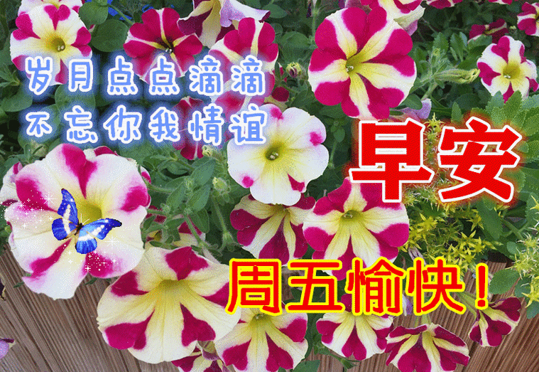 早上好问候动态表情图片带字周五最美早安问候祝福语图片带字温馨