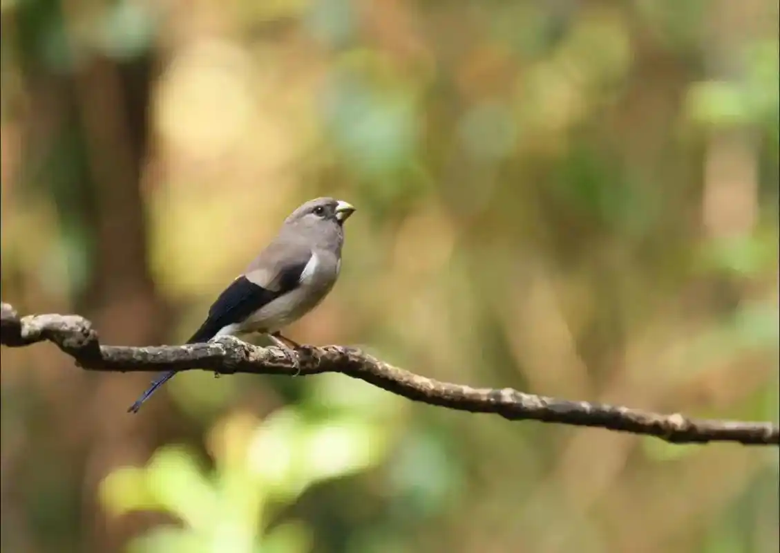 野生鸟类摄影 #爱鸟护鸟 ～热带雨林中的褐灰雀 - 抖音