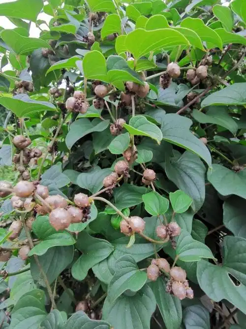 山药切一段,塞土里浇透水,七天长成小森林