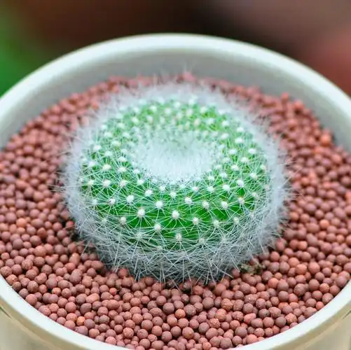 多肉植物白雪光实生苗 仙人球盆栽 办公室内防辐射开花仙人掌肉肉