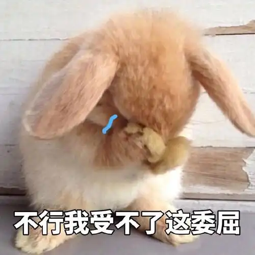 不行我受不了这委屈(兔子)