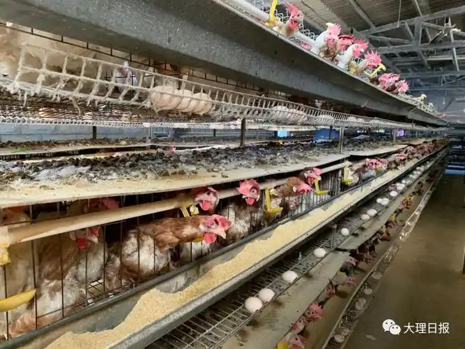 进行品种选育,搭鸡棚建鸡舍,开展技术钻研……王正平勤奋刻苦,虚心求