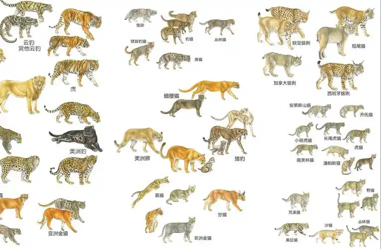 猫科动物番外 38种猫科动物体型比较