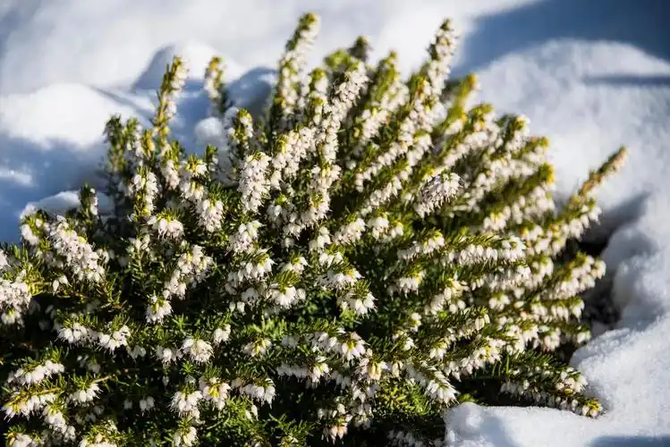 挪威国花—帚石楠(22图)