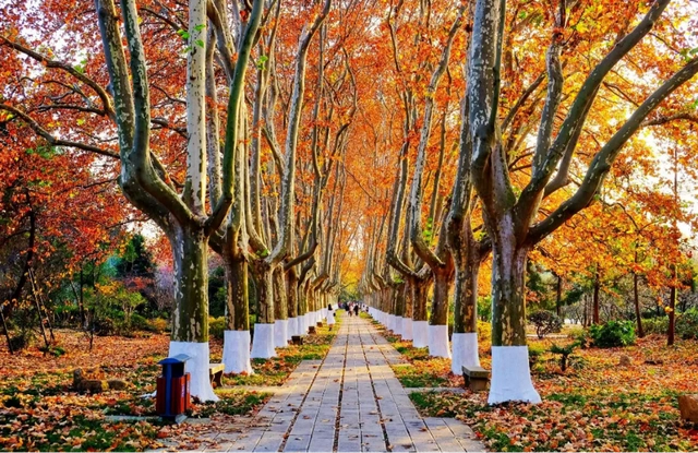 说到梧桐树,还得是南京城的树.