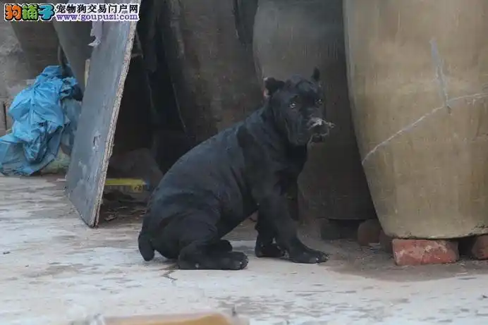 正规犬场出售卡斯罗幼犬签协议 大头版 有血统带芯片 _狗铺子