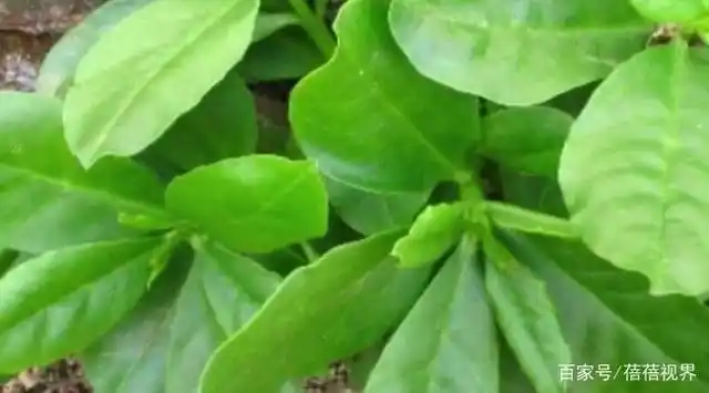 有种野菜叫"人参菜",根部是稀罕货,市场卖20元一斤