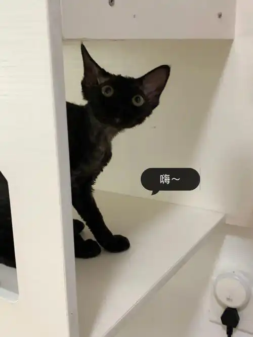 黑猫三连拍纯黑德文卷毛猫