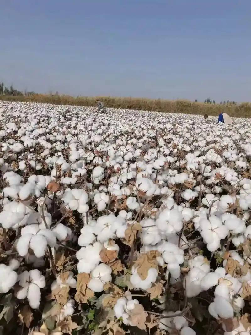 新疆棉花亚克西须要棉被的抖友请联系纯手工采摘千层棉被