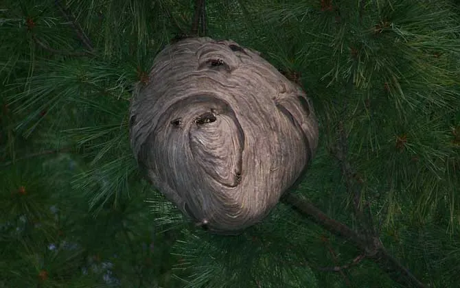 野生马蜂窝多少钱一斤?空蜂窝20～30元,有蜂蛹的要80元以上!