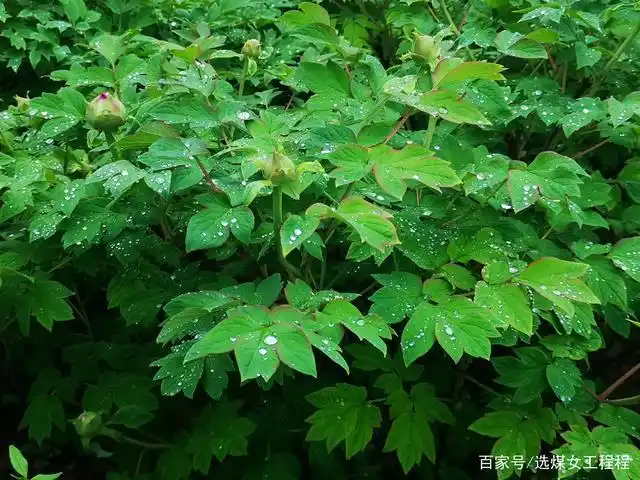 带有雨珠的牡丹叶