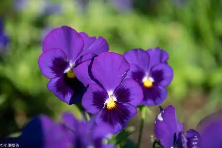 花卉摄影三色堇三色渐变清晰自然形似猫脸赛蝴蝶
