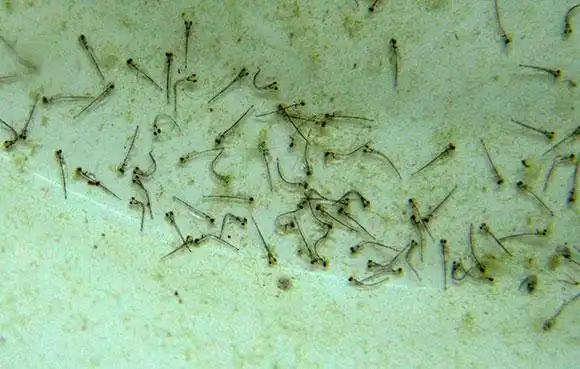 鱼产卵是什么样子的小金鱼产卵是什么样子的