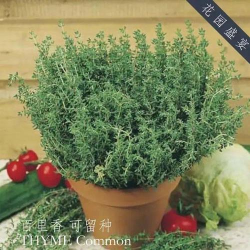 百里香种子四季好种颗食用盆栽花种用调料香草种籽百里香植物