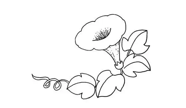 喇叭花的画法一步步教你学画喇叭花简笔画教程步骤图片