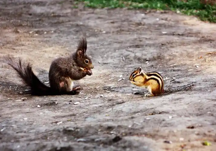 欢乐"鼠"不胜"鼠"!2000余只魔王松鼠成为新晋"岛主"