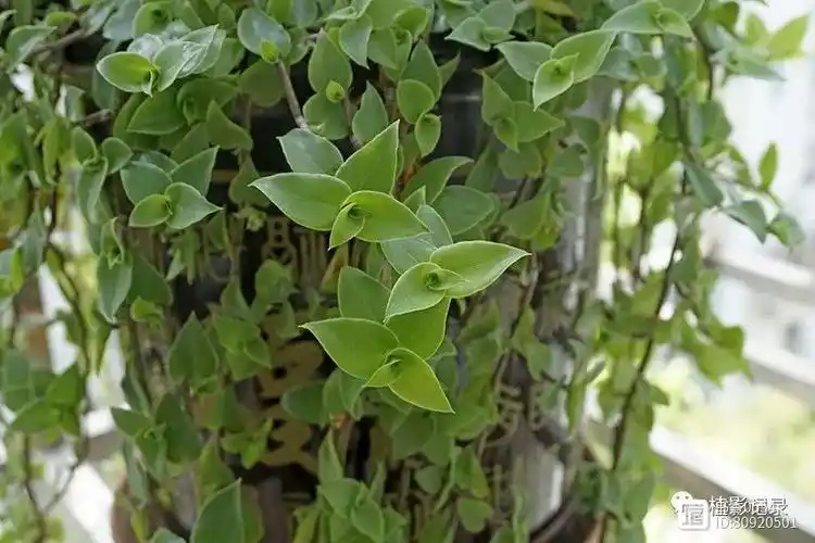 洋竹草,细绿迎春苒苒回