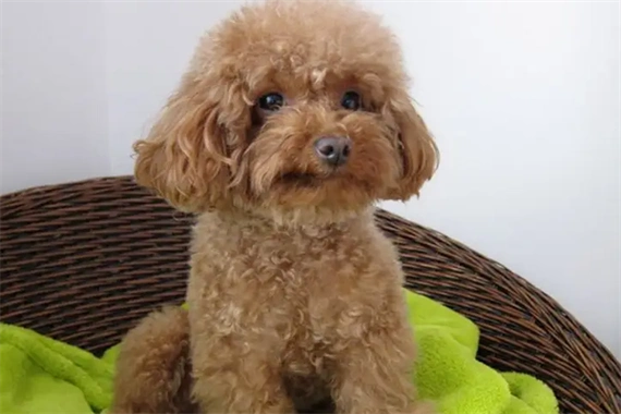 泰迪也叫贵宾犬,贵妇犬,是法国国犬,也是比较常见的家养狗狗品种之一