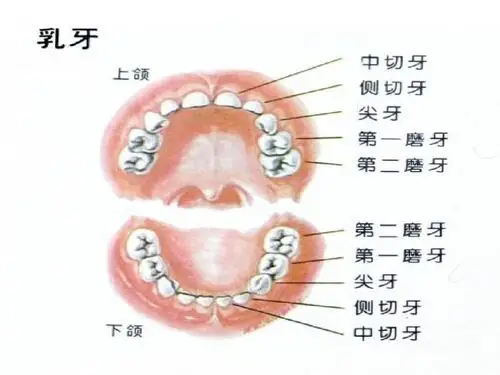 20全国爱牙日 写美篇认识牙齿的名称及功能: 中切牙:将食物切断