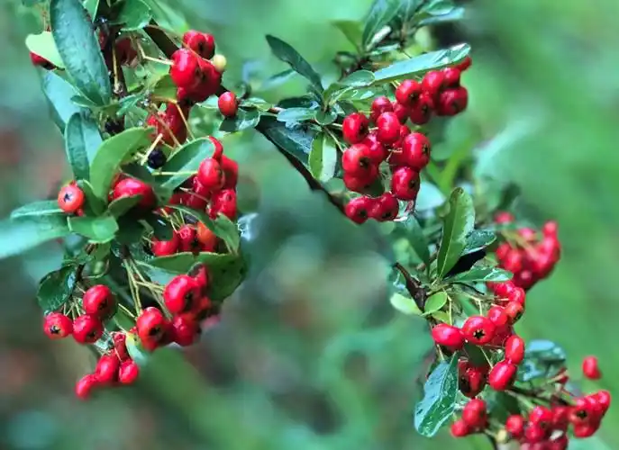 火棘果,火棘树树形满好看的,夏天有花,秋天有红果,秋天的时候满始都