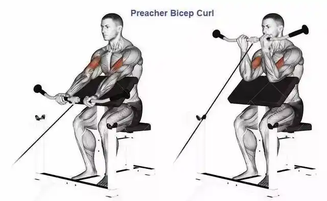 牧师凳绳索弯举 ▼