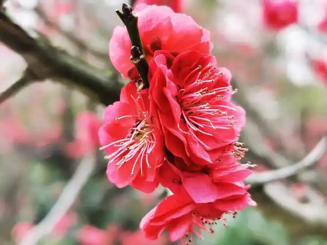 红梅花开