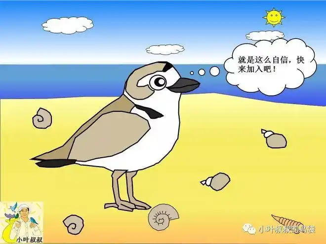 转载萌萌水鸟等你一起关注鸻鹬类行为生态研究志愿者招募