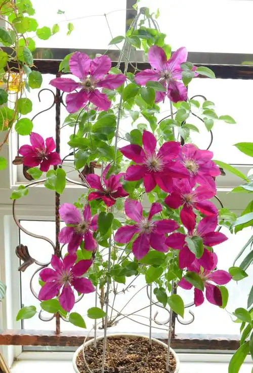 铁线莲瑞贝卡优缺点(二类铁瑞贝卡花期长,修剪耐热特点)-植物说