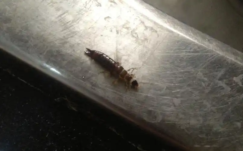 家里厨房水池下水口和厕所地漏中总爬出这样的虫子,有的大有的小.