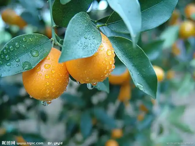 投票排行榜_"我是遂川人 我为遂川金桔代言"活动_吉水网